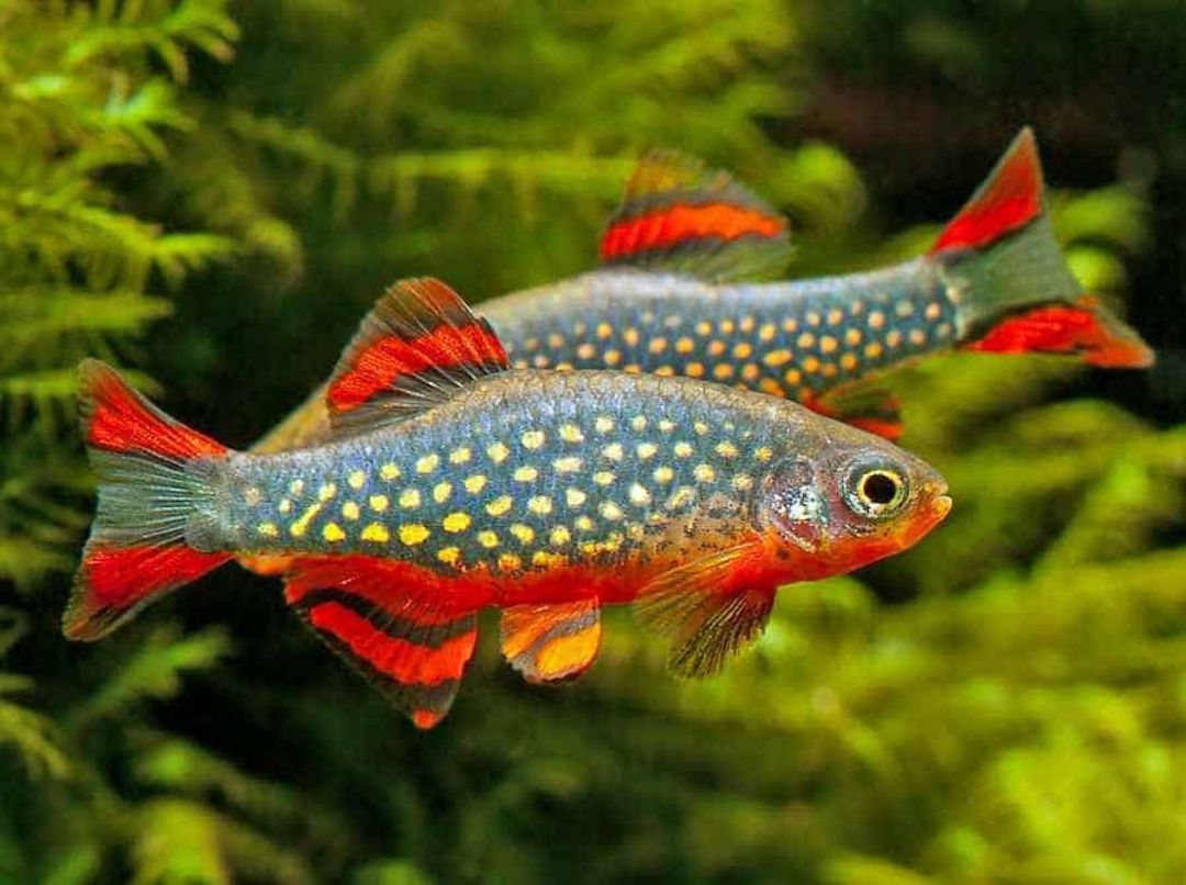 Ülduzlar Mirvarisi Danio (Qalaktika Rasborası) — Akvariumlar və balıqlar, Bakı (3)