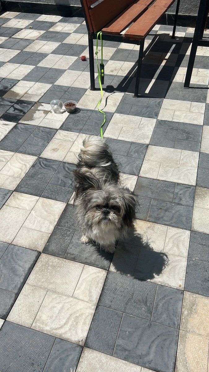 Pekines — Köpəklər, Bakı (2)