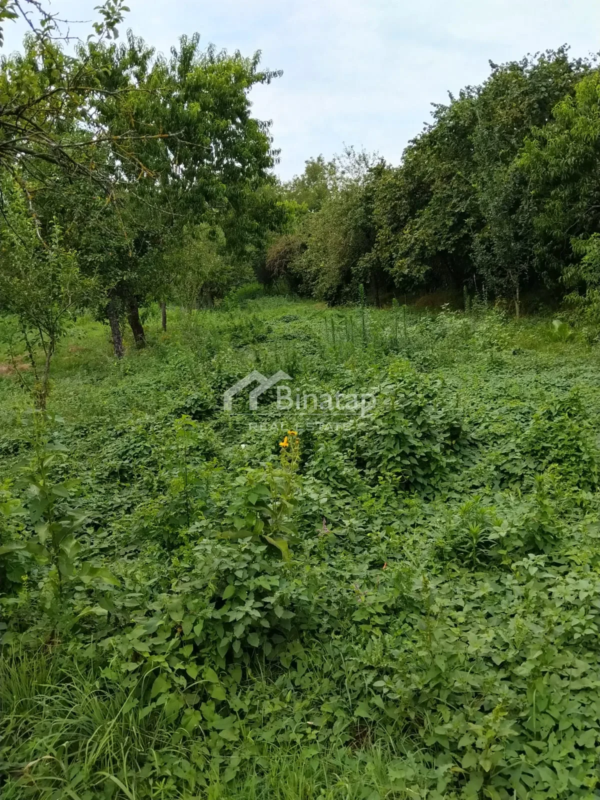 Satılır torpaq 20 sot, Qəbələ rayonu — Torpaq, Bakı (3)