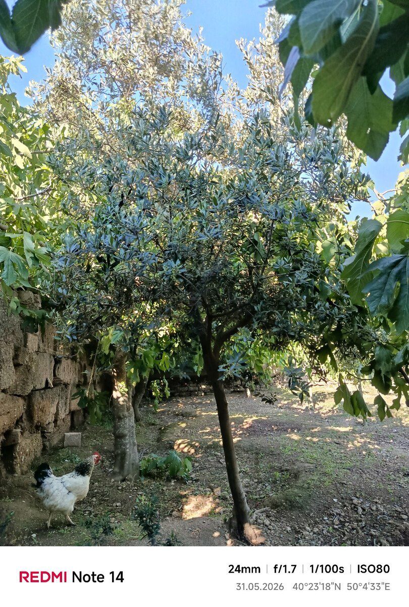 Zeytun ağacları — Bitkilər, Bakı (2)