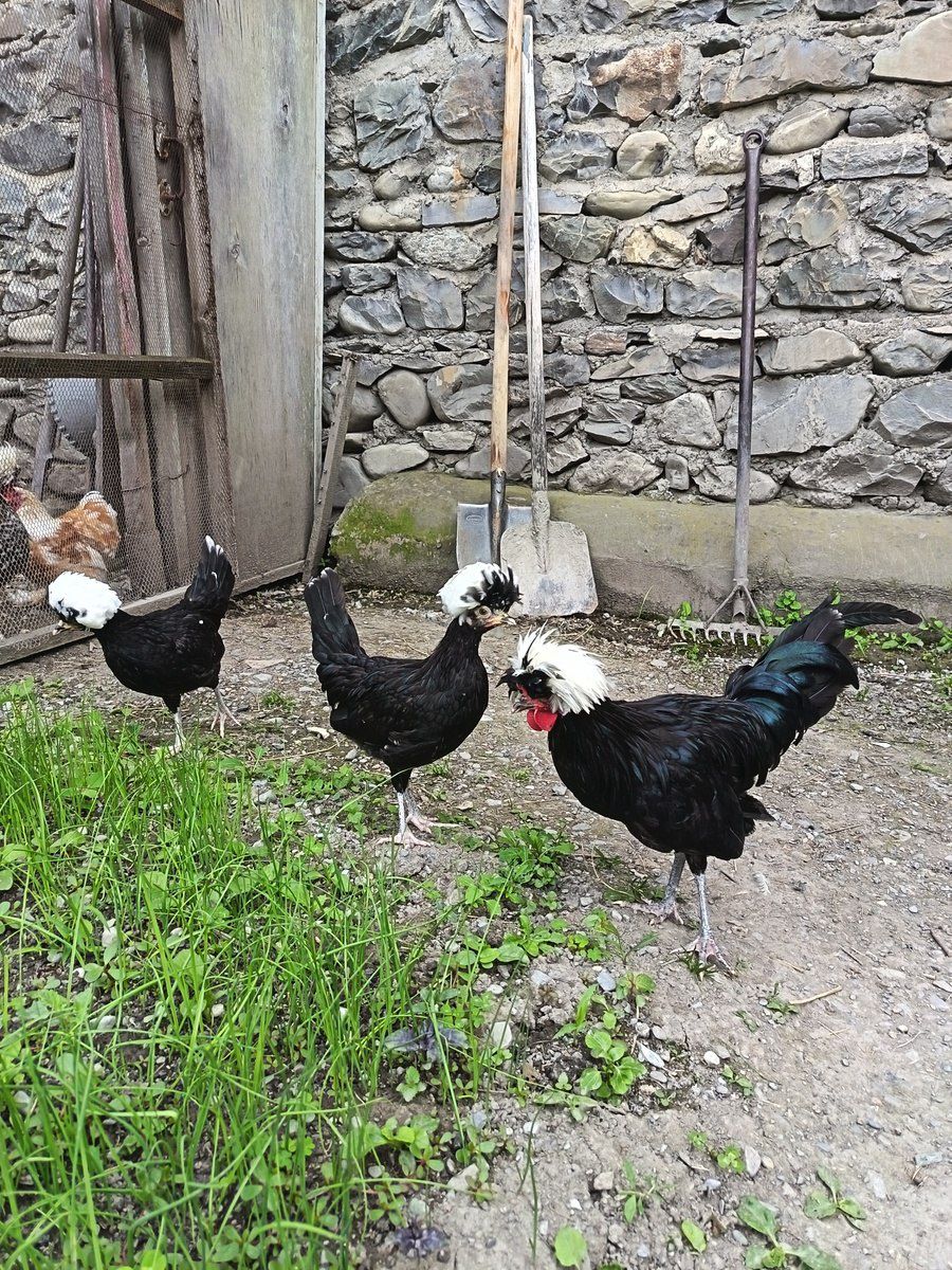 Toyuqlar — Quşlar, Şəki (9)