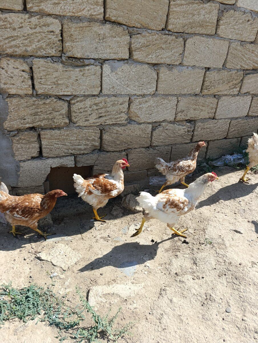 Lohman brown toyuğu — Quşlar, Bakı (3)