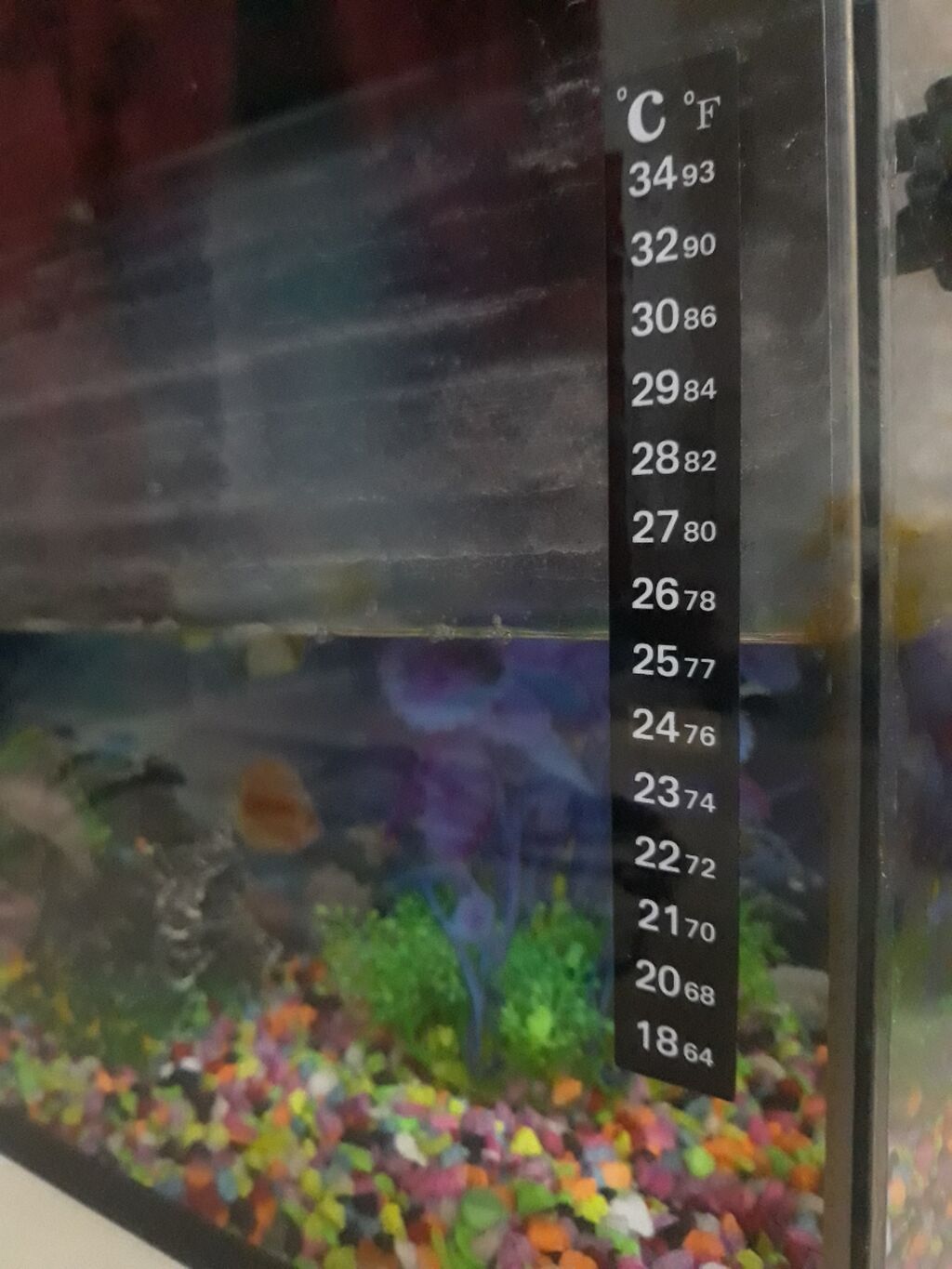 Əlaqə üçün dm və ya 0557583200- +5 balıq +Termometr +Güclü led işıq — Akvariumlar və balıqlar, Bakı (3)