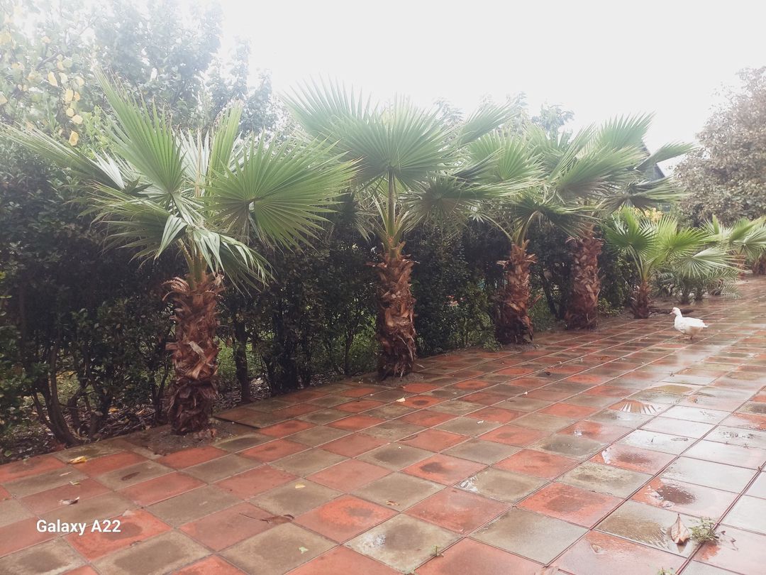 Palma ağacı — Bitkilər, Masallı (3)