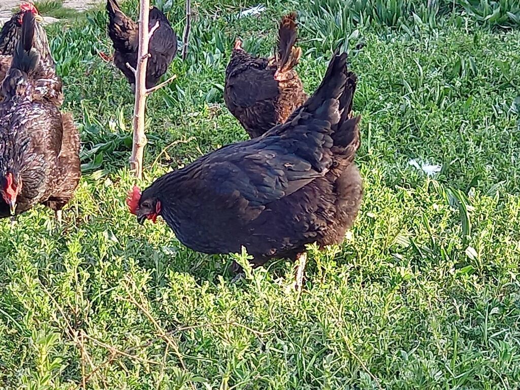 Mayalı avstralorp toyuğu yumurtası — Quşlar, Bakı (3)