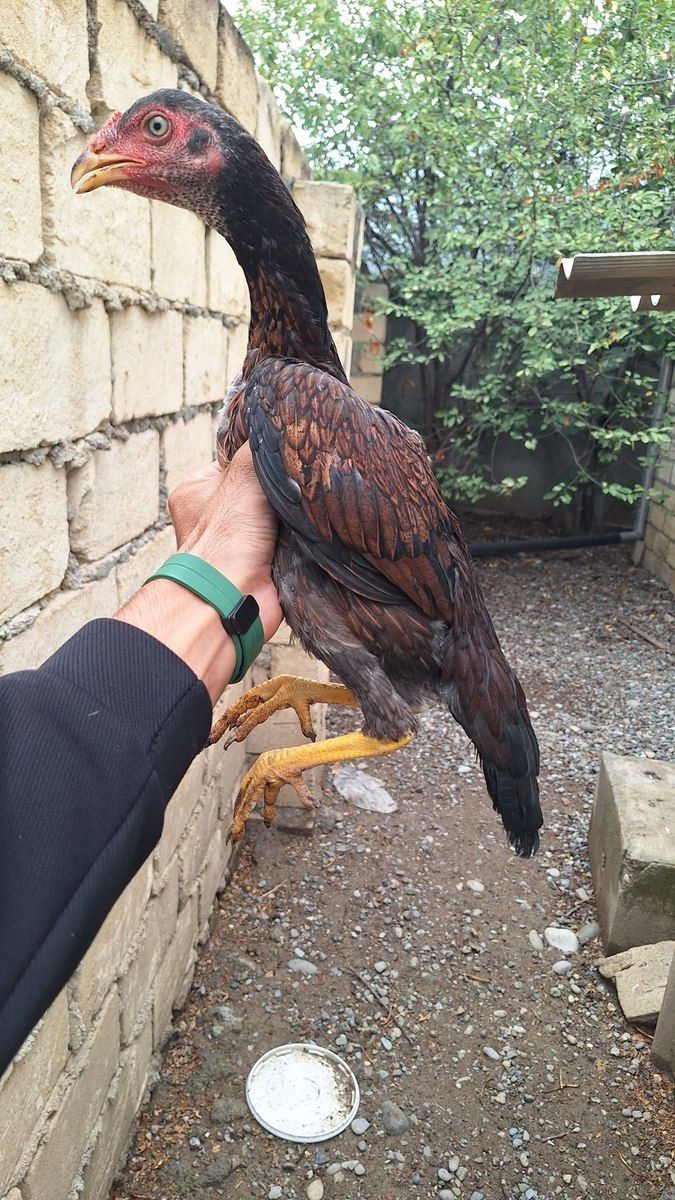 Heyratı fərə — Quşlar, Tərtər