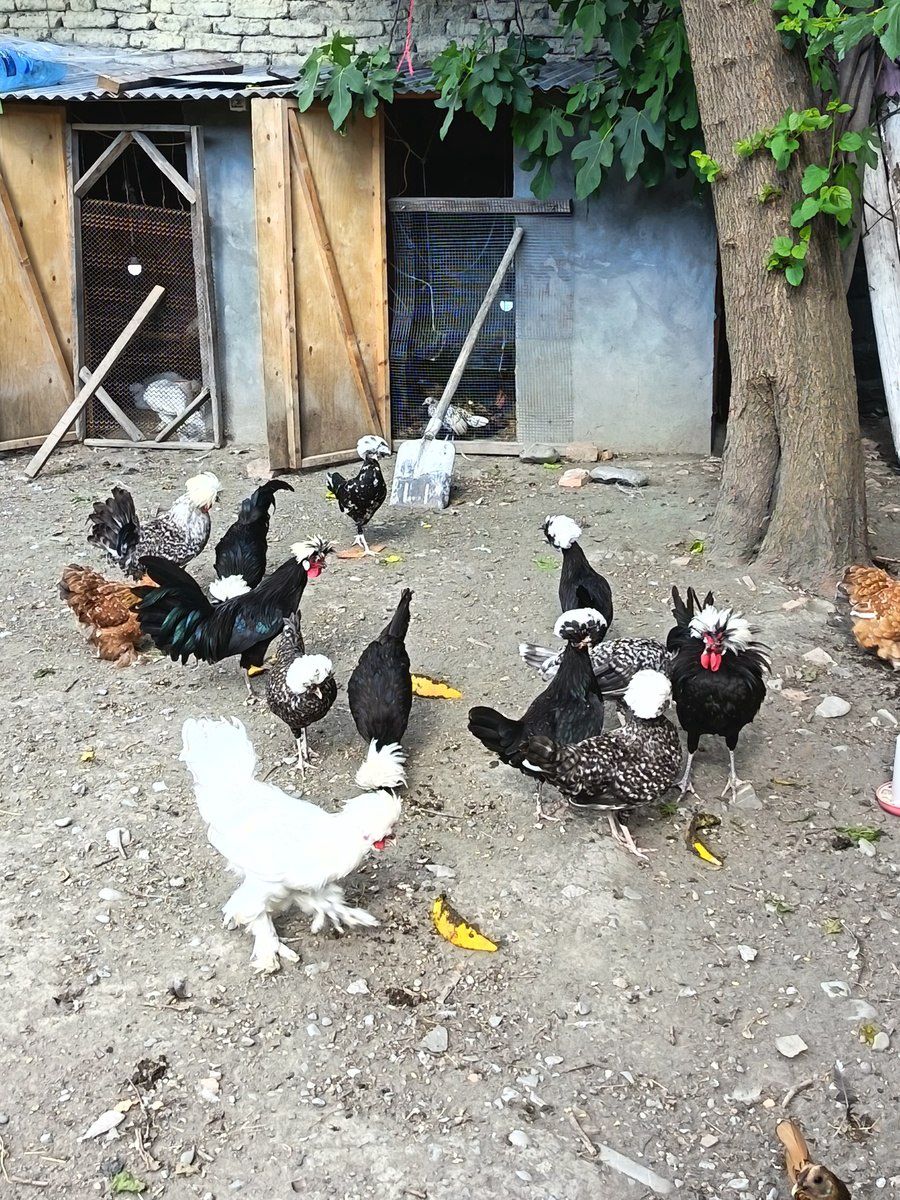 Toyuqlar — Quşlar, Şəki (5)