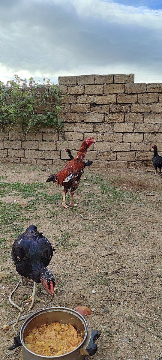 Heyratı xoruzu — Quşlar, Bakı (2)