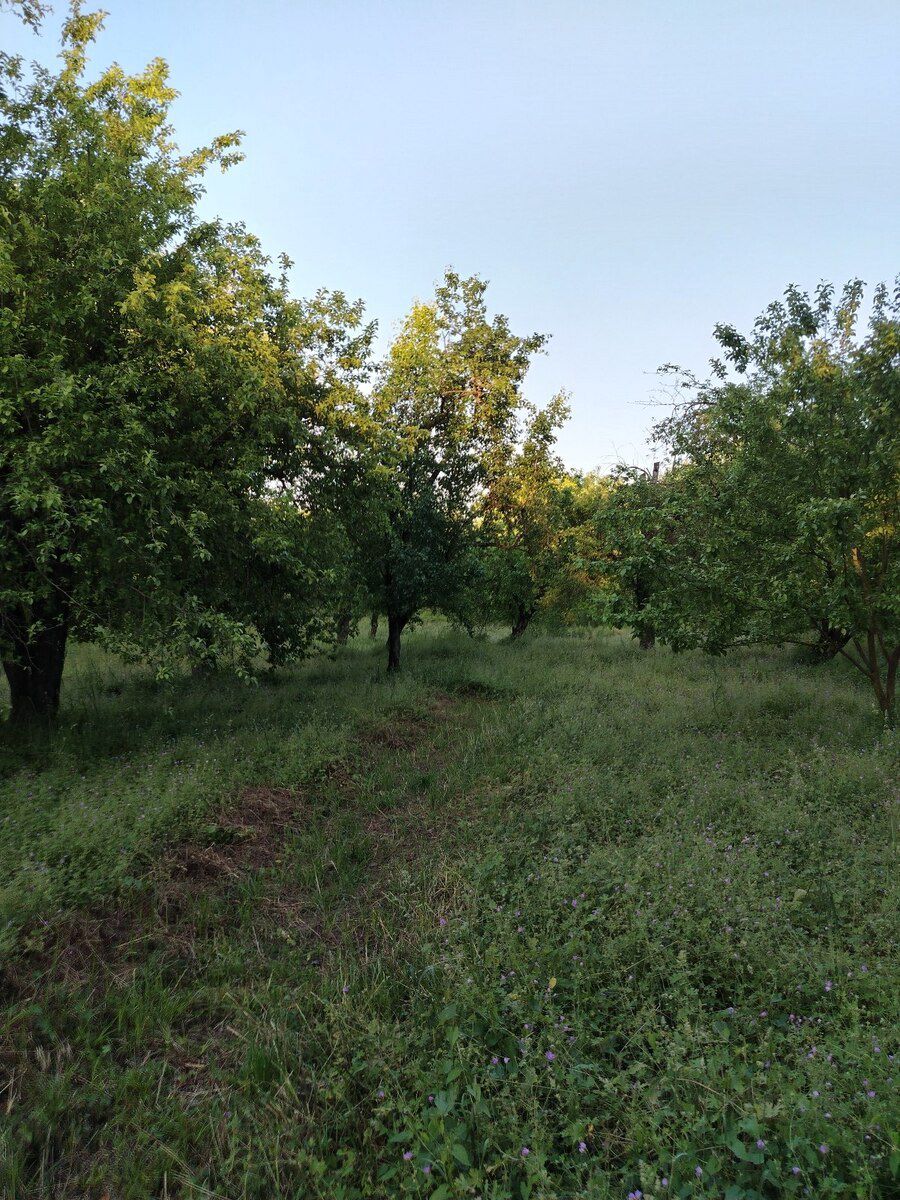 30 sot torpaq sahəsi, Qəbələ r — Torpaq, Qəbələ (8)