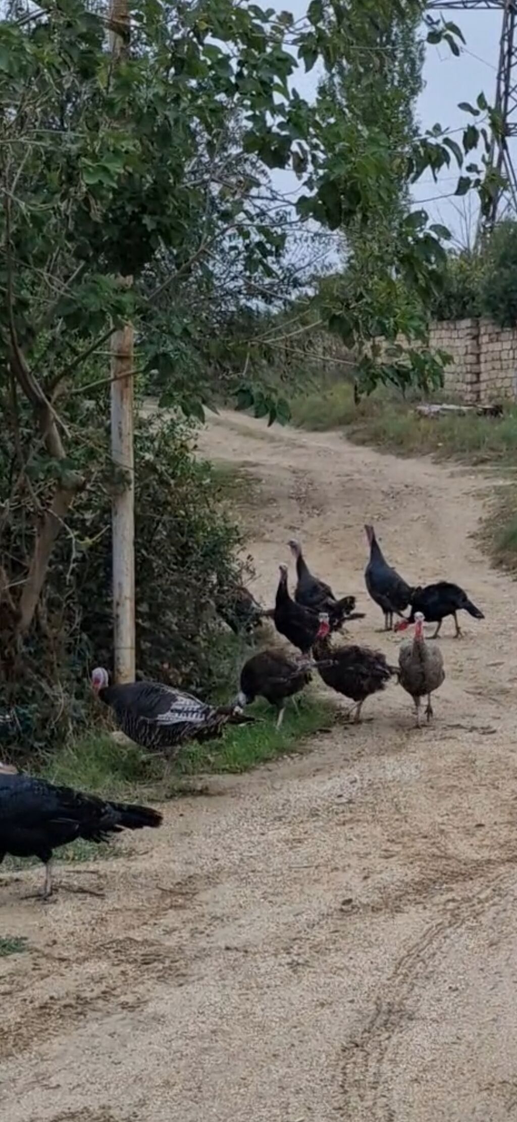Salam 3 aylıq bütün iynə dərmanları olunub 50 günlükdə var 15 az ana — Digərləri, Digah (5)