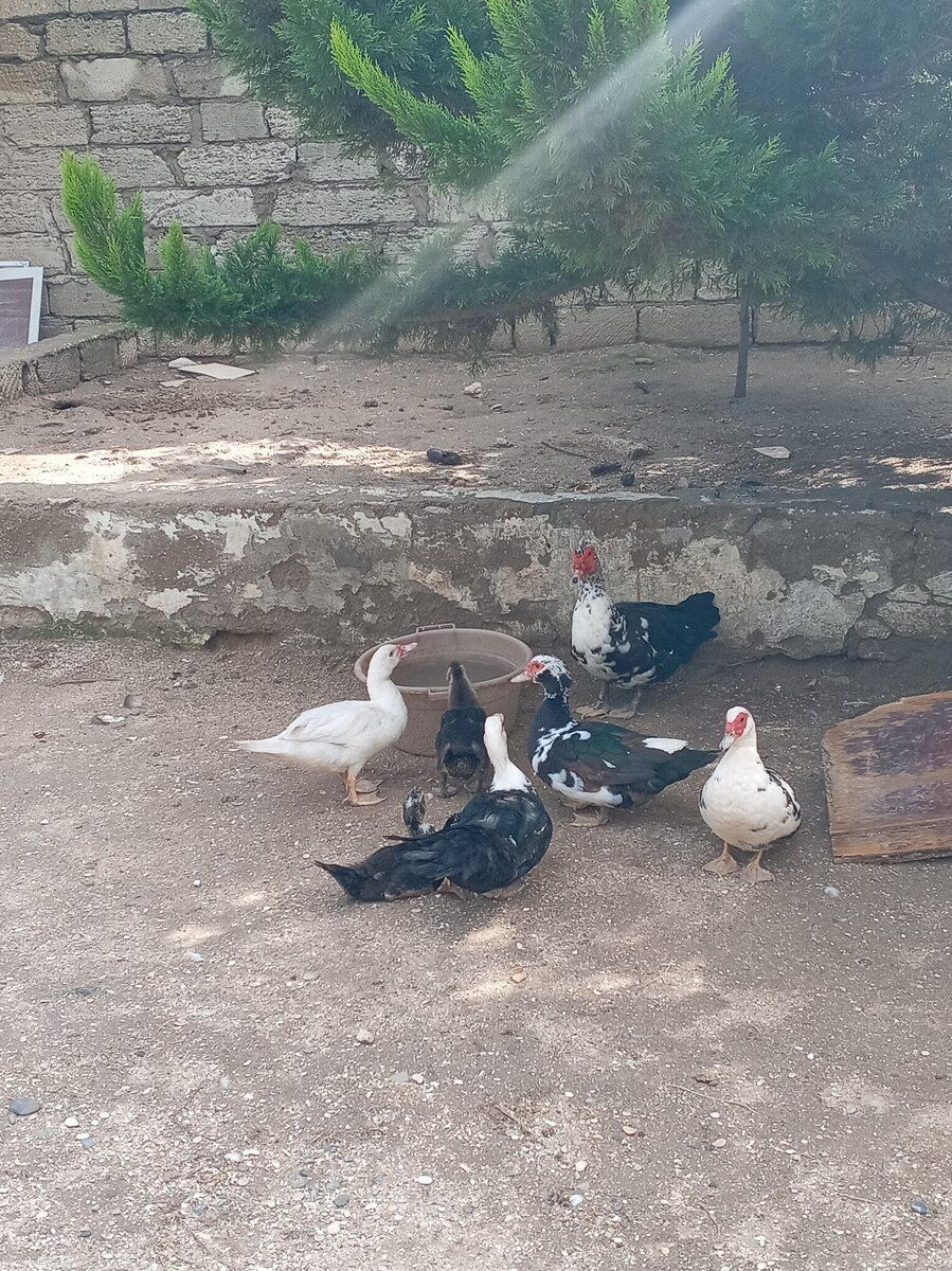 Ördəklər — Quşlar, Bakı (2)