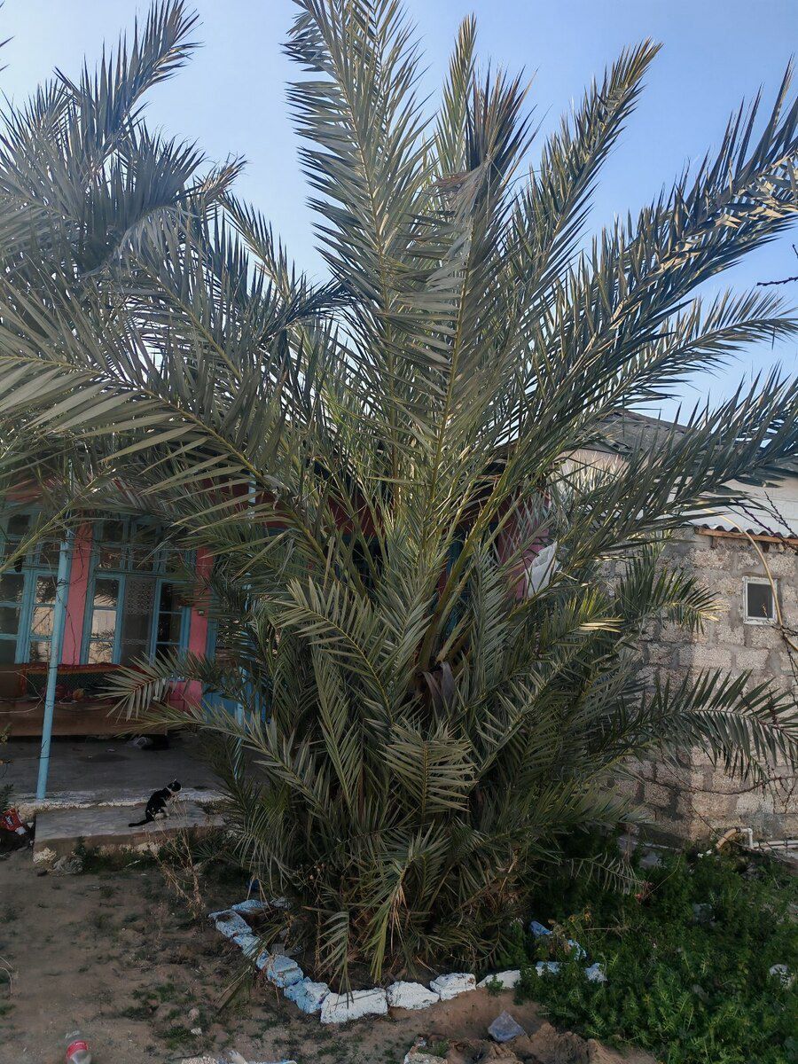 Xurma ağacı — Bitkilər, Bakı (4)