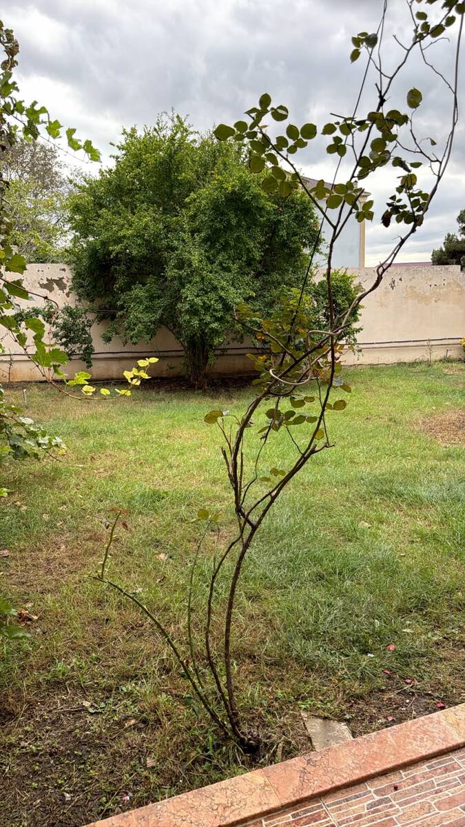 İcarəyə verilir 6 otaqlı həyət evi/bağ evi 200 m² — Ev, villa, Bakı (12)
