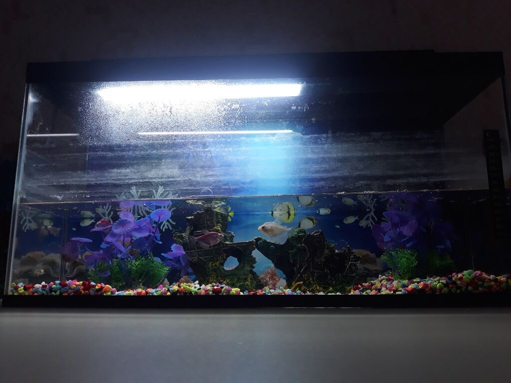 Əlaqə üçün dm və ya 0557583200- +5 balıq +Termometr +Güclü led işıq — Akvariumlar və balıqlar, Bakı (2)
