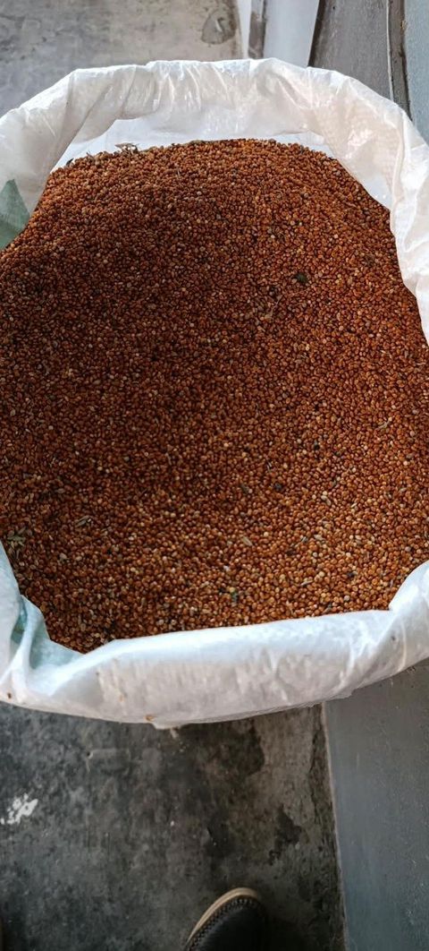 Darı toxumu — Bakı