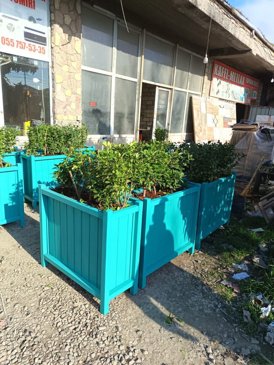 Taxta dibçək — Bitkilər, Bakı (2)
