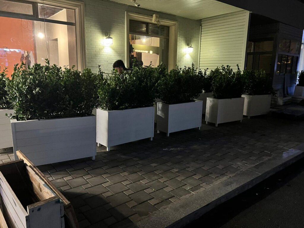 Dibçəklər — Bitkilər, Bakı (3)