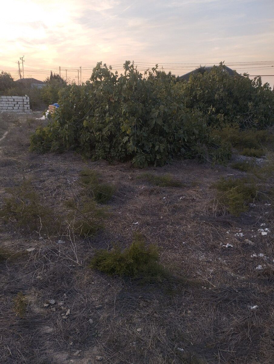 12.5 sot torpaq sahəsi, Albalı qəs — Torpaq, Bakı (5)