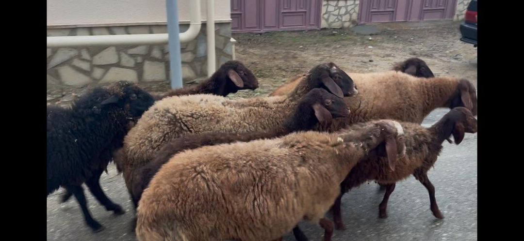 Qoyunlar — Kənd təsərrüfatı heyvanları, Bakı
