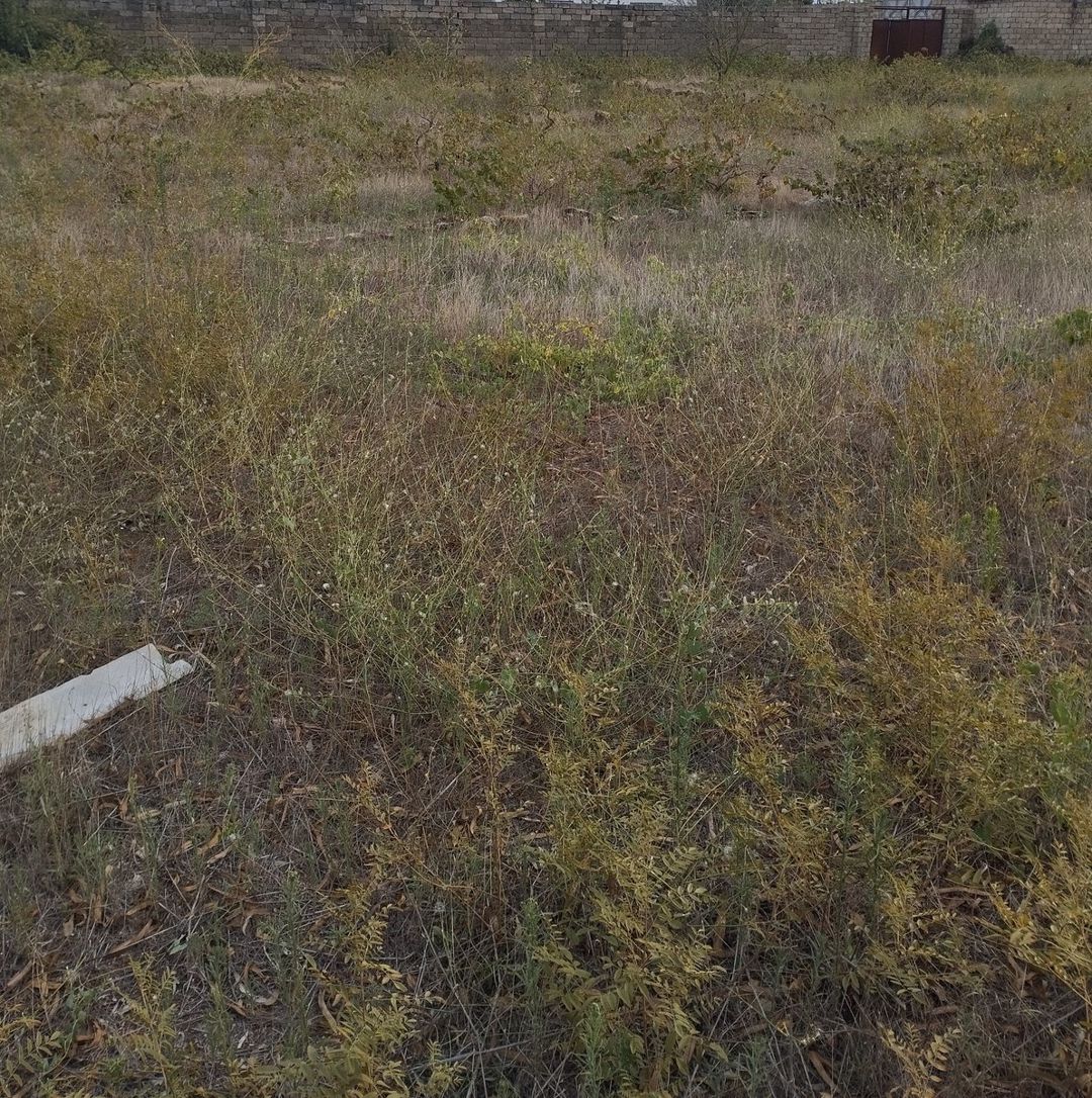 Satılır torpaq 25 sot — Torpaq, Bakı (2)