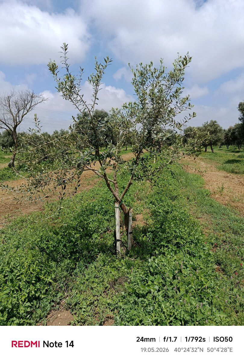 Zeytun ağacı — Bitkilər, Bakı (7)