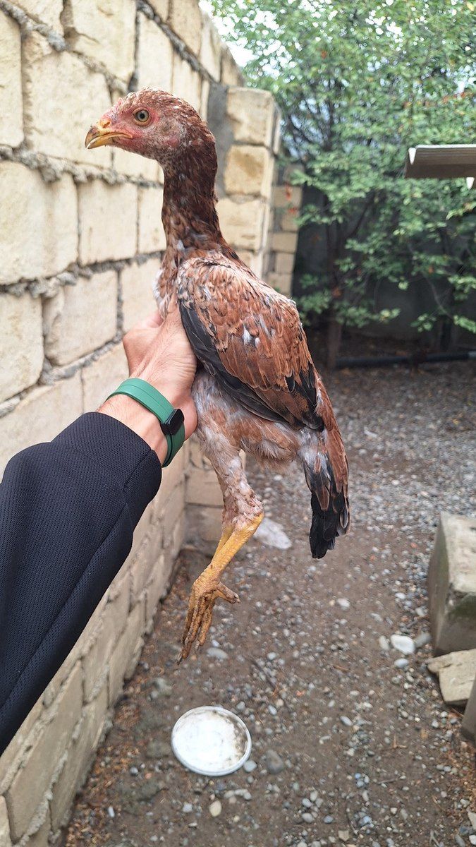 Heyratı fərə — Quşlar, Tərtər (4)