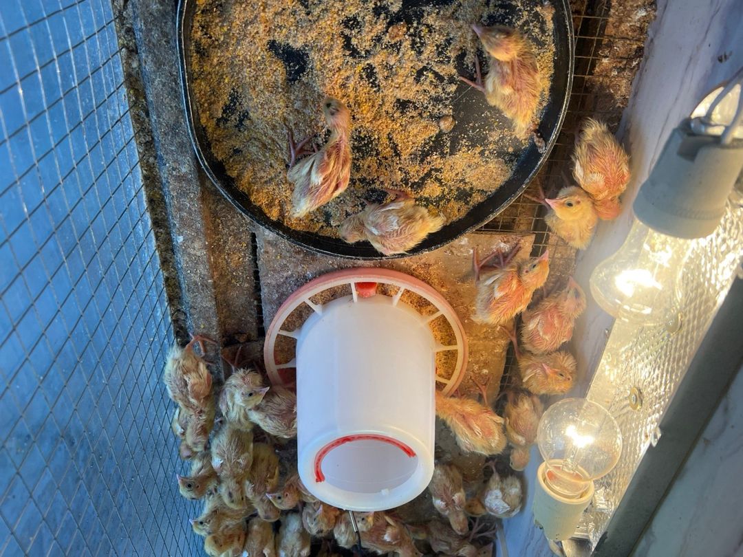 Bildirçinlər — Quşlar, Bakı (7)
