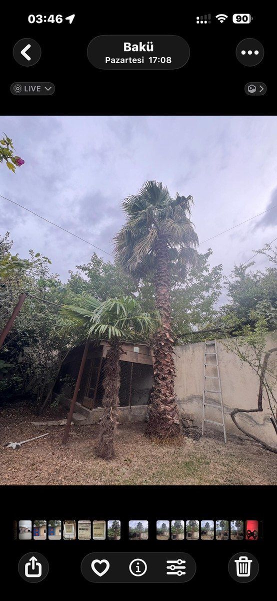 Palma ağacı — Bitkilər, Bakı (2)
