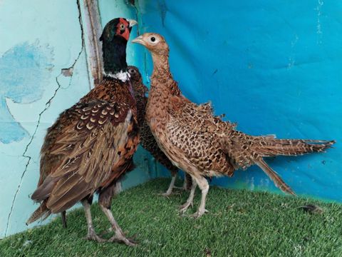 Qırqovullar — 30 ₼ · Saatlı · Quşlar Qırqovullar — Saatlı