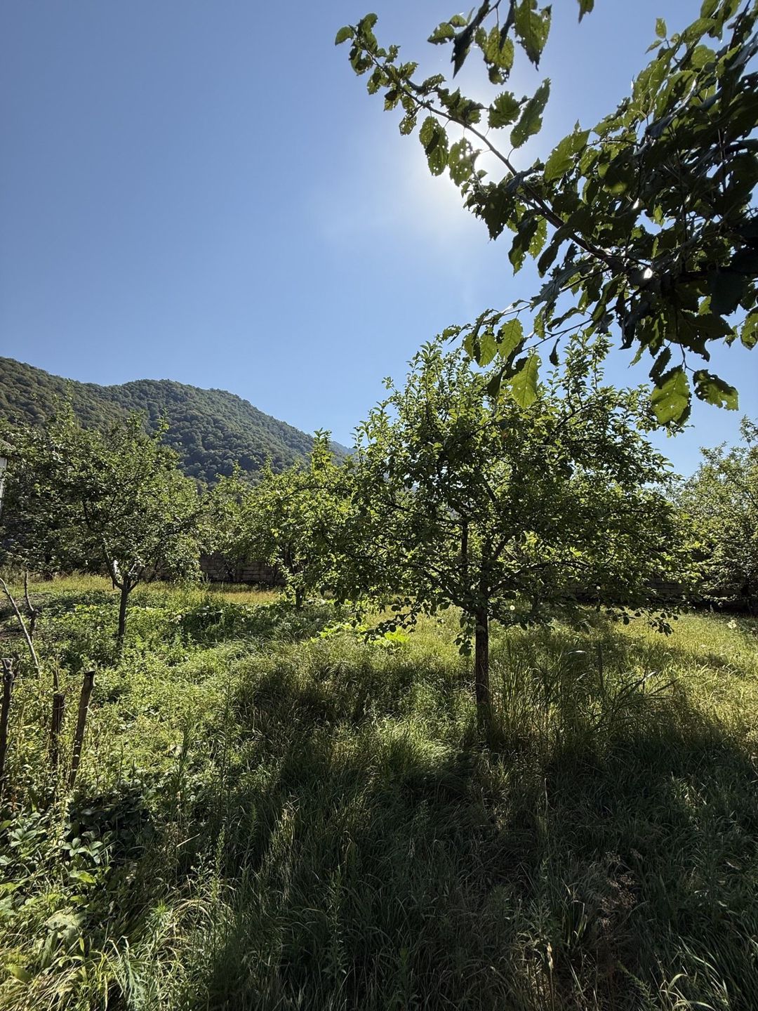 Satılır torpaq 10 sot — Torpaq, İsmayıllı (3)