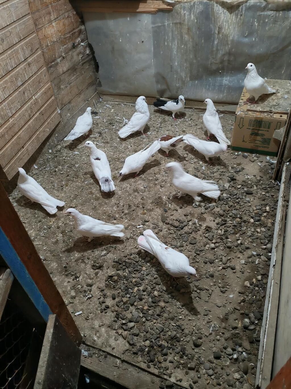 Məhsul: Göyərçinlər (ev quşları) — Göyərçin, Mehdiabad (4)