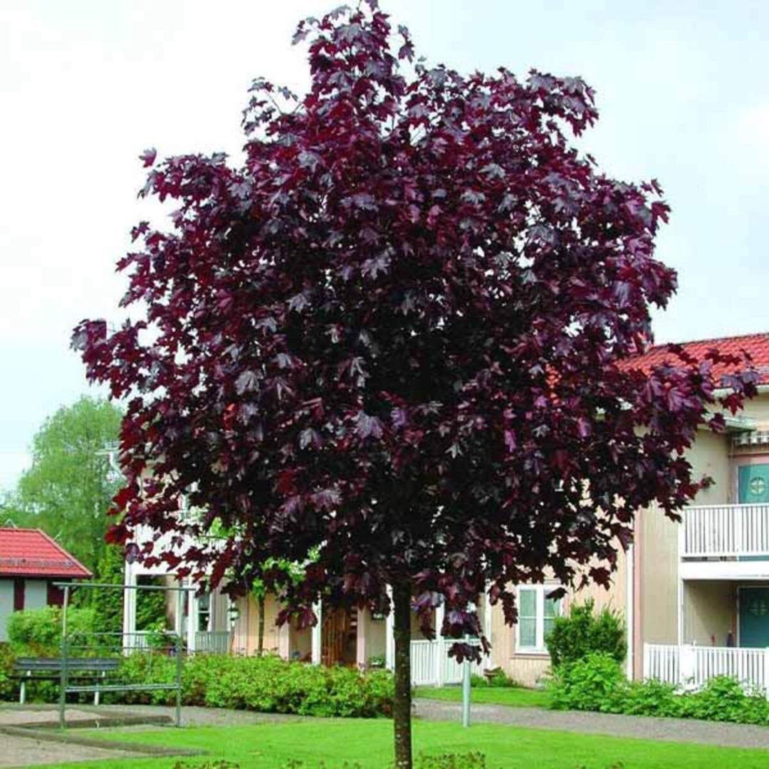 Клен Royal Red — Bitkilər, Bakı (2)
