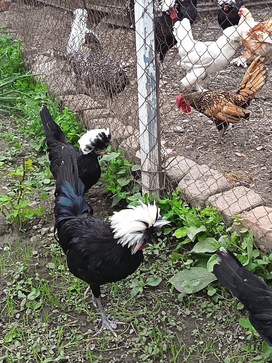 Toyuqlar — Quşlar, Şəki (11)
