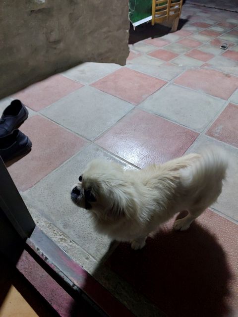 Pekines balası — 130 ₼ · Sumqayıt · Köpəklər Pekines balası — Sumqayıt