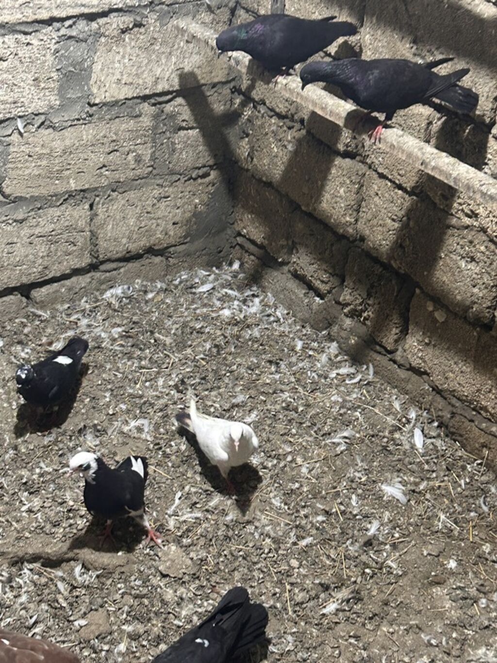 Hamisi tutulmadi hec bir problemleri yoxdu saglam heyvanlardi Real — Göyərçin, Bakı (6)