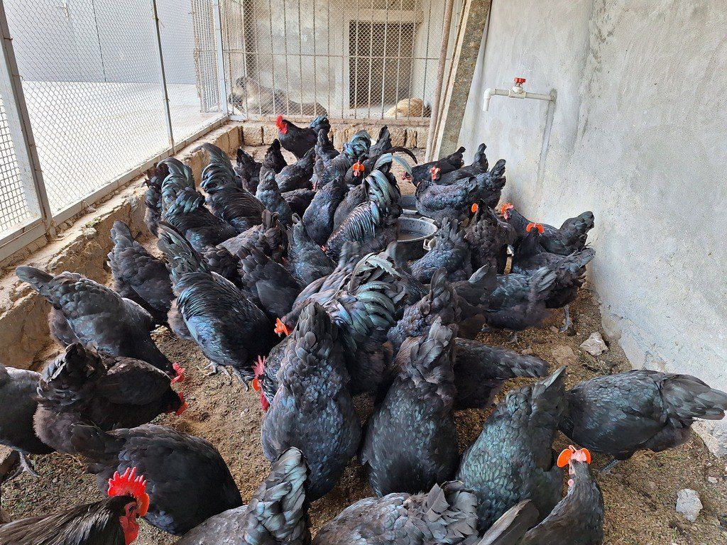 Mayalı avstralorp toyuğu yumurtası — Quşlar, Bakı (5)