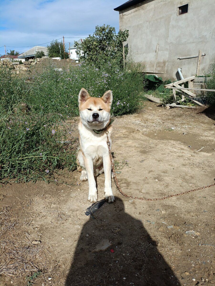 Akita-inu — Köpəklər, Bakı (2)