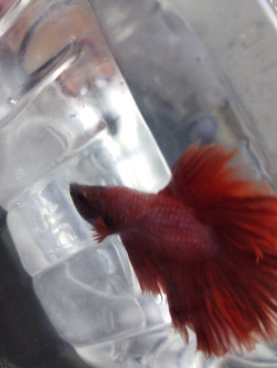 Betta balığı — Akvariumlar və balıqlar, Bakı (5)