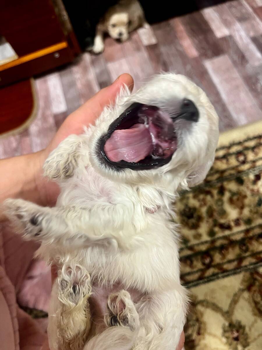Pudel — Köpəklər, Gəncə (2)
