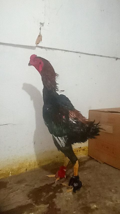 Heyratı Oh Shamo — 150 ₼ · Sumqayıt · Quşlar Heyratı Oh Shamo — Sumqayıt