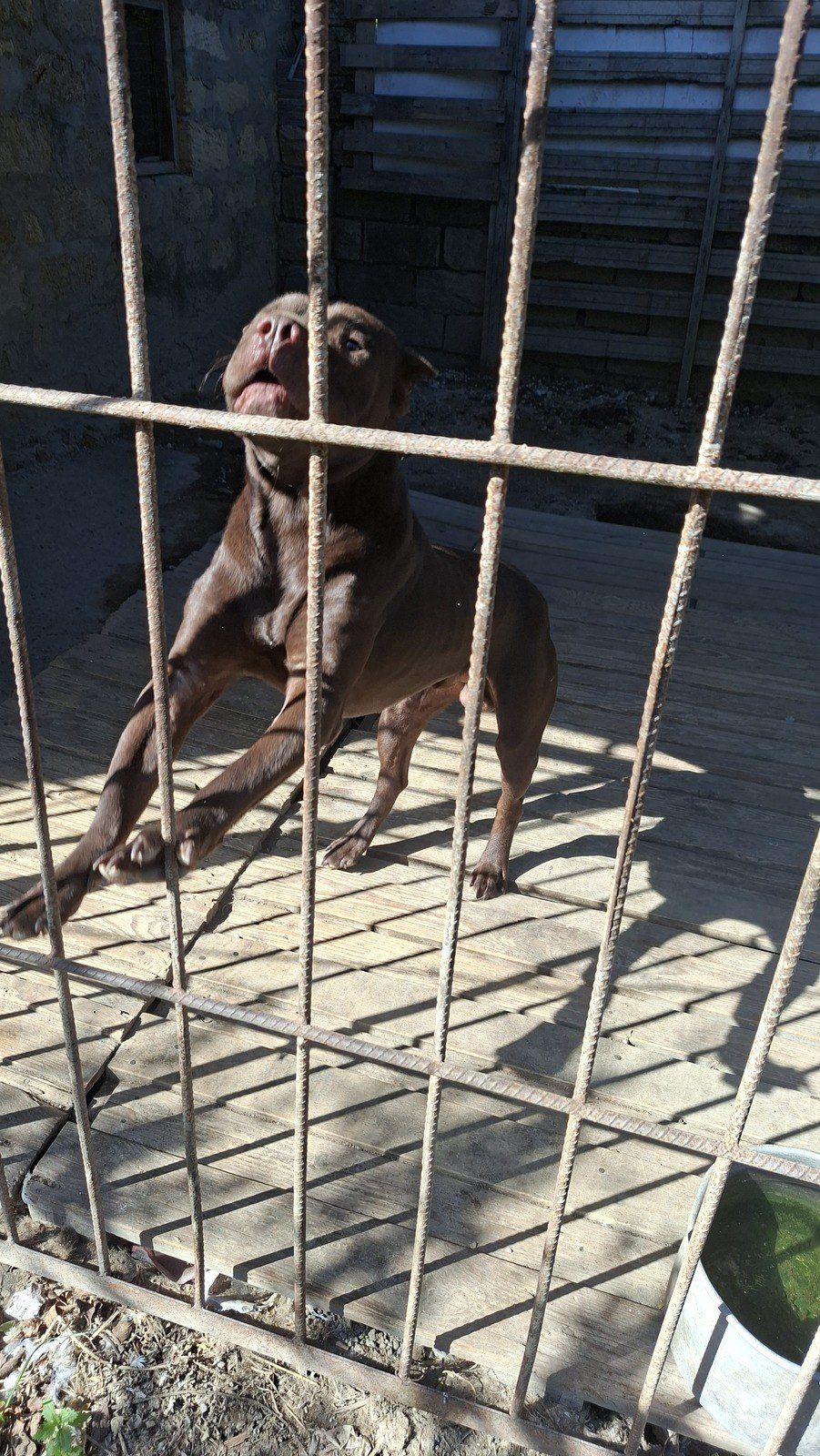 Pitbul — Köpəklər, Bakı (12)