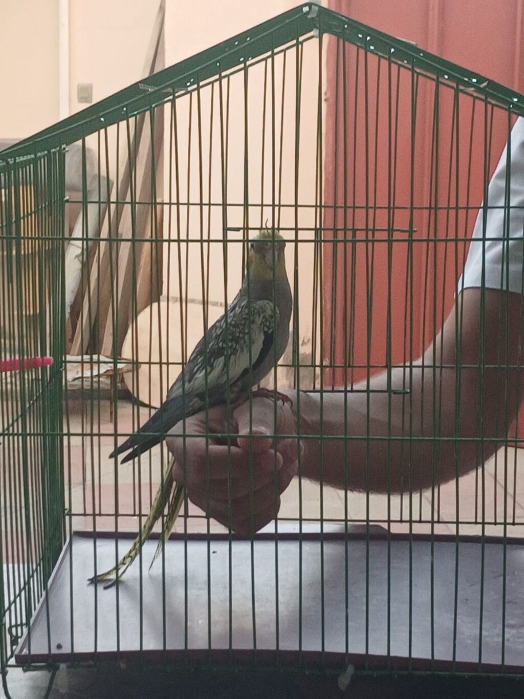7 aylıq qızgın erkek tutuquşu, Cicikuş, babacık deyir. Bala vaxtından — Tutyun papağayı, Bakı (2)