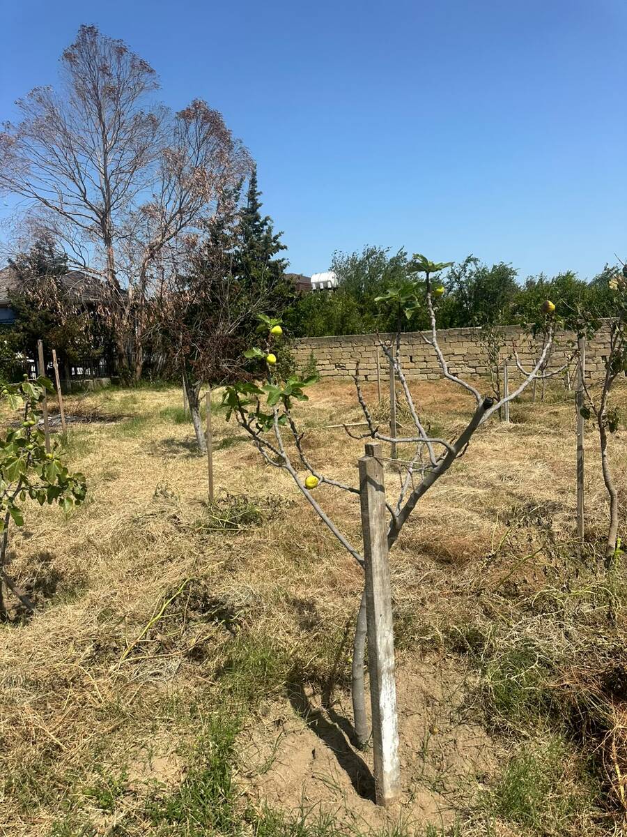 3 sot torpaq sahəsi, Novxanı bağları — Torpaq, Bakı (4)