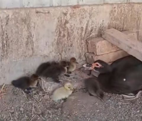 Lal ördək balaları — 7 ₼ · Sumqayıt · Quşlar Lal ördək balaları — Sumqayıt