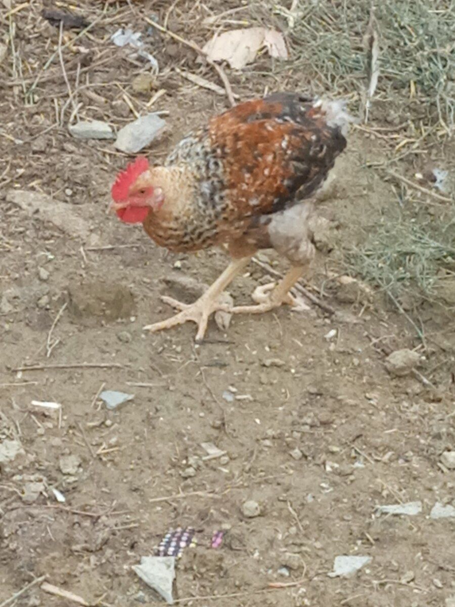 Xoruzlar — Quşlar, Bakı (4)