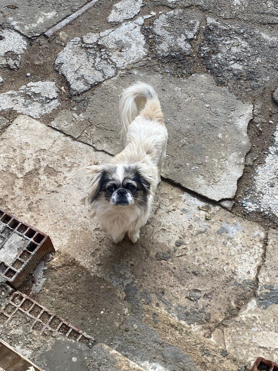 Pekines balası — Köpəklər, Bakı (2)