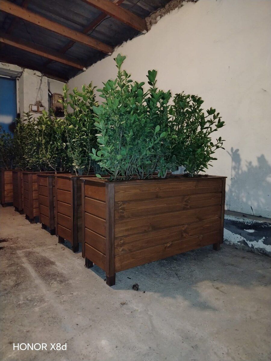 Dibçəklər — Bitkilər, Bakı (6)