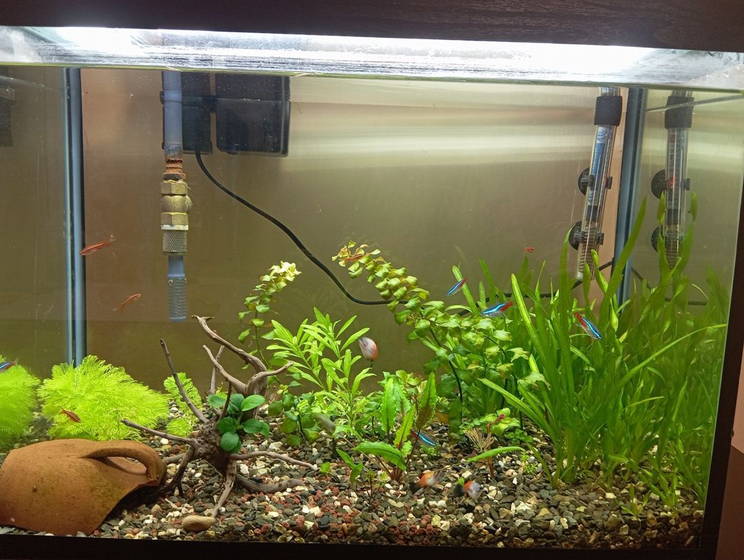 Bitkili akvarium — Akvariumlar və balıqlar, Bakı (4)