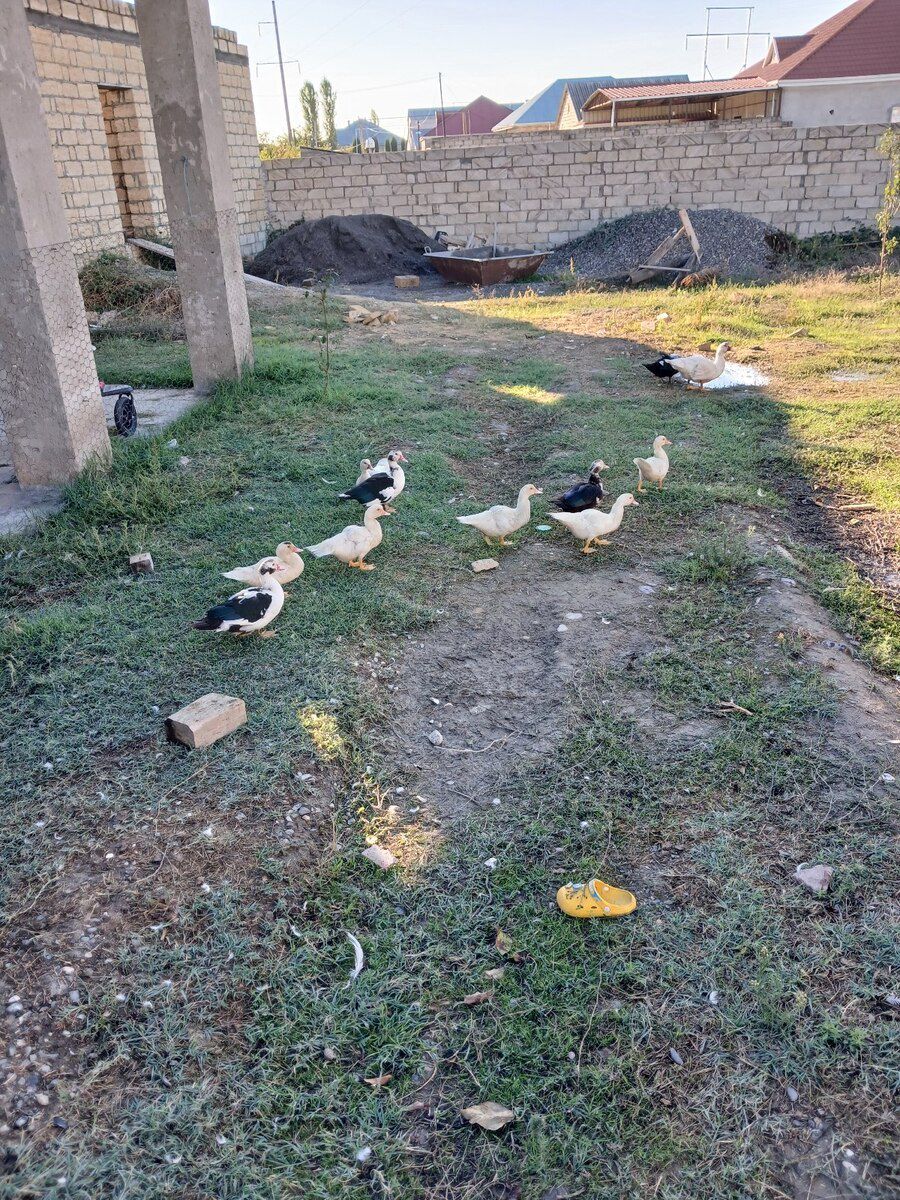 Lal ördəklər — Quşlar, Xaçmaz (2)