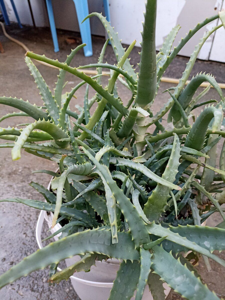 Aloe gülü — Bitkilər, Bakı (6)